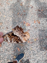 Caligo beltrao