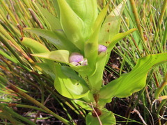 Disa cornuta