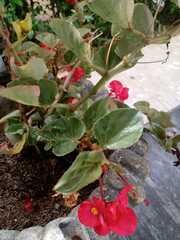 Begonia