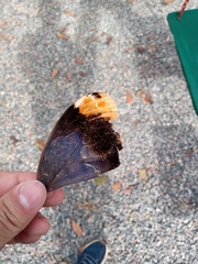 Caligo beltrao