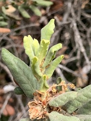 Quercus durata durata