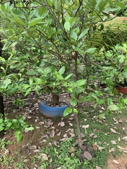 Synsepalum dulcificum