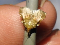 Clydonopteron sacculana