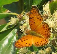 Phalanta eurytis eurytis