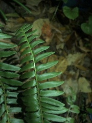 Polystichum acrostichoides