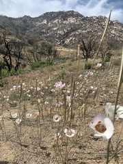 Calochortus venustus