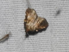 Clydonopteron sacculana