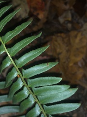 Polystichum acrostichoides