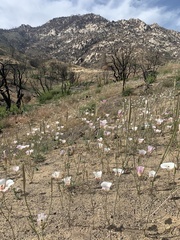 Calochortus venustus
