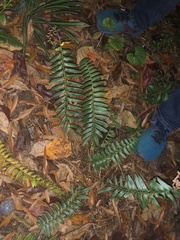 Polystichum acrostichoides
