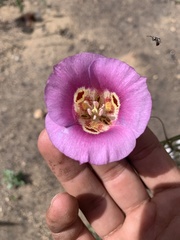 Calochortus venustus