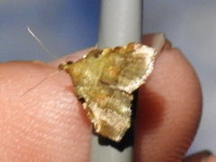 Clydonopteron sacculana