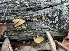 Crepidotus mollis