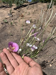 Calochortus venustus