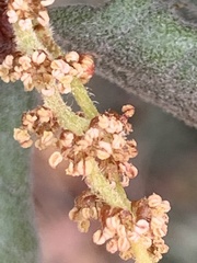 Quercus durata durata