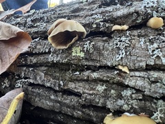 Crepidotus mollis