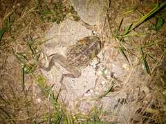 Rhinella