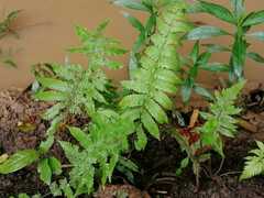 Christella parasitica