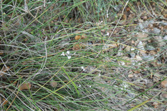 Asperula aristata scabra