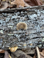 Crepidotus mollis