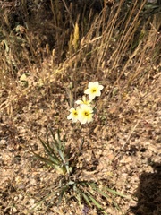 Sisyrinchium cuspidatum
