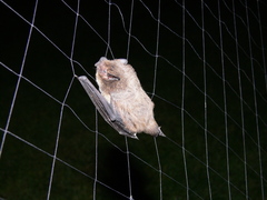 Pipistrellus