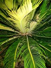 Cycas