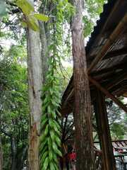 Nephrolepis biserrata