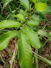 Cupania