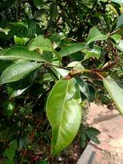 Turpinia ternata