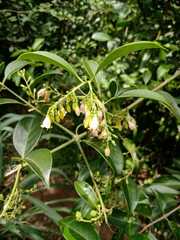 Vaccinium bracteatum