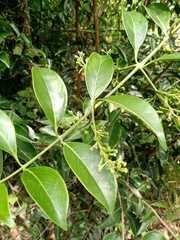 Euonymus spraguei