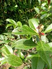 Nephrotoma australasiae
