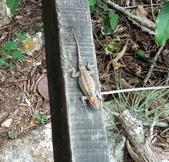 Sceloporus variabilis