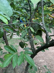 Annona