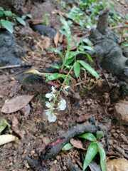 Rubus swinhoei