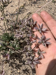 Lomatium nevadense parishii