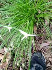 Rhynchospora colorata