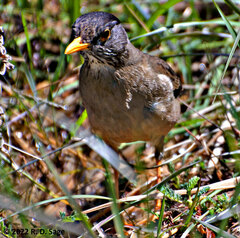 Turdus falcklandii