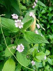 Lantana velutina