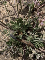Lomatium nevadense parishii