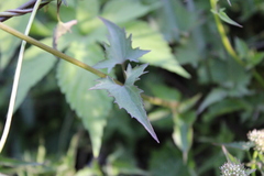 Mikania periplocifolia