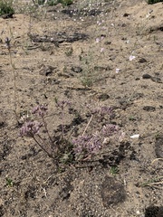 Lomatium nevadense parishii
