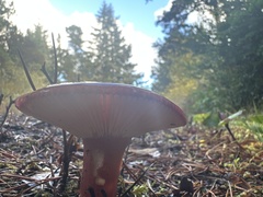 Russula rhodocephala