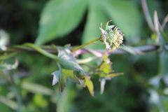 Mikania periplocifolia