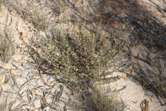 Cyanothamnus occidentalis