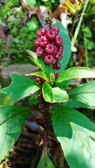Phytolacca rugosa