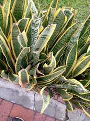Sansevieria