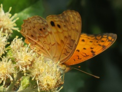 Phalanta eurytis eurytis