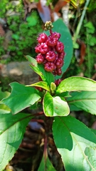 Phytolacca rugosa